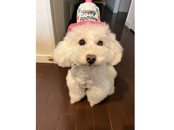 モデル犬卒業後、里親さん宅での様子♪～もんちゃん～